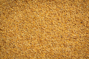 close-up-paddy-rice-wallpaper-details (1)
